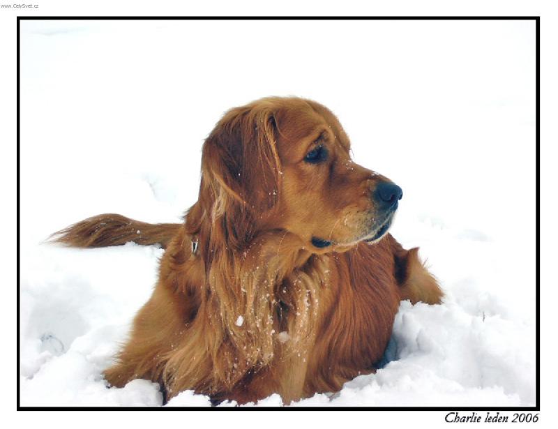 Foto: ve snehu-jeee, toho tento rok napadlo:)