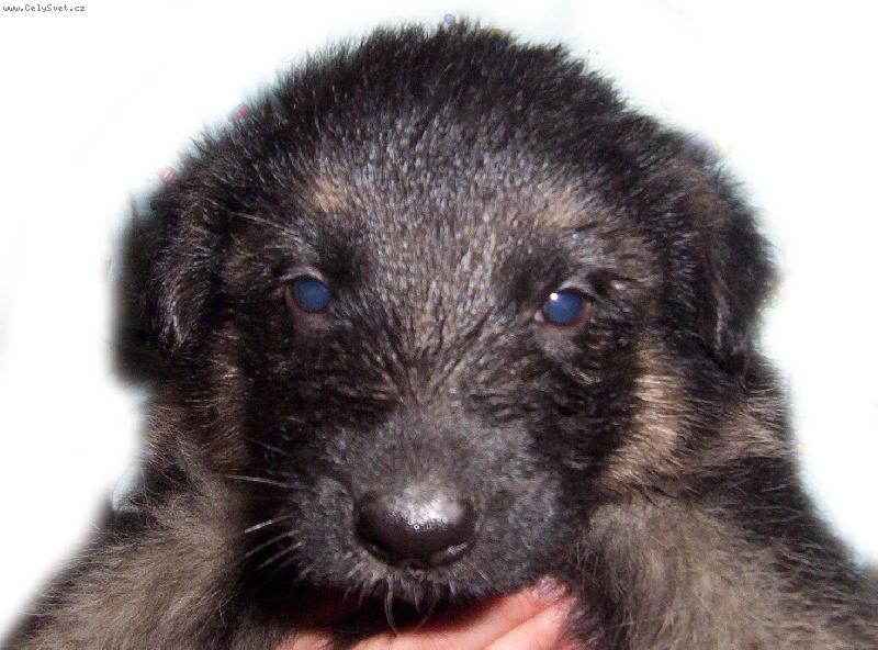 Foto: �t�n� na�eho obran��e ;o)