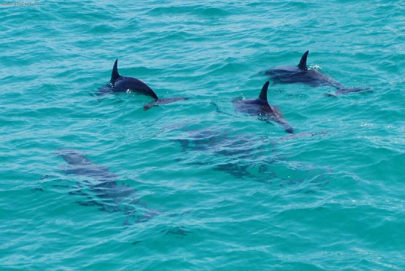 Foto: delf�ni-�asto je v p��rod� nepotk�te