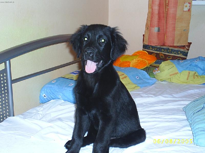 Foto: M�j hafan Nico (Flat coated retriever)-Nico se r�d u��, ale je tak netrp�liv�
