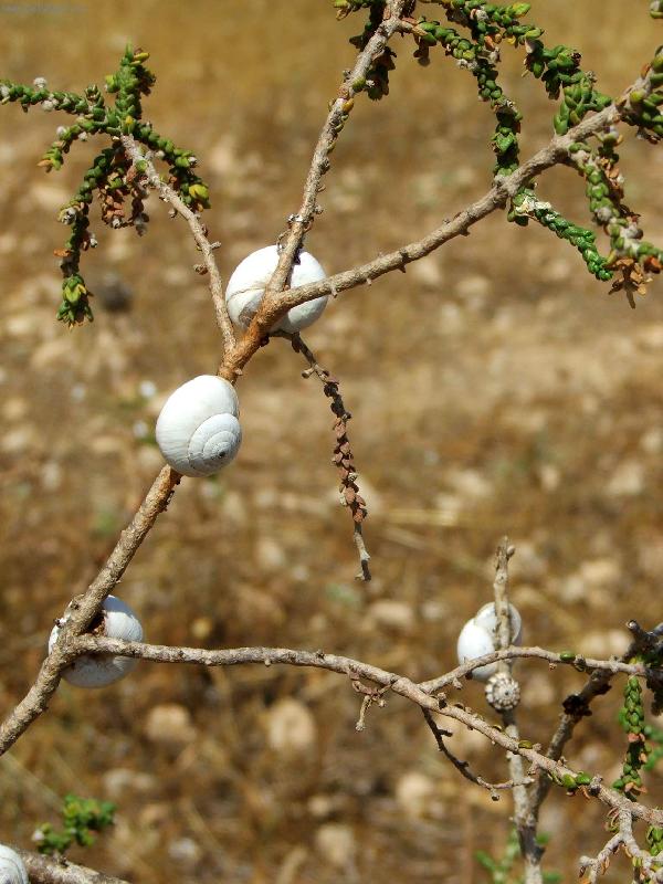 Foto: vzh�ru za smrt�-rostlin, na kter�ch byli vyschl� �neci, bylo v�ude plno