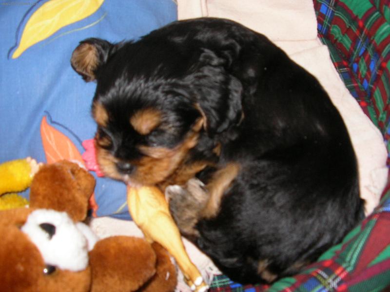 Foto: n� rodin� mazl��ek-�iko odpo��v�