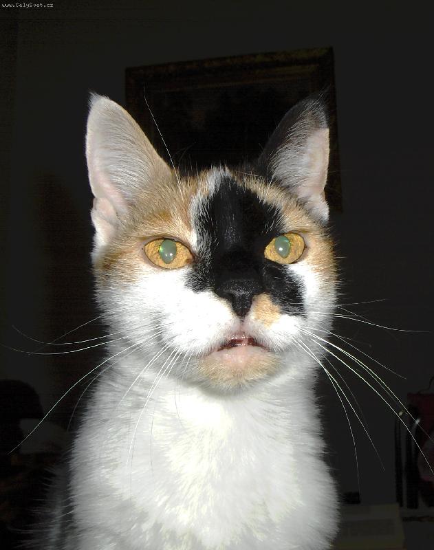 Foto: M�a-Vzpom�nka na M�u