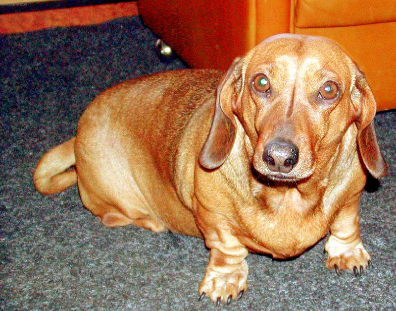 Foto: Jak se m�? P�ne�ku-Profesorka Ajka - fotomodelka