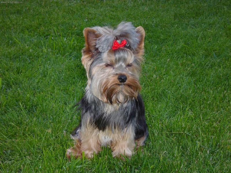 Foto: Sendynka-U� skoro spink�m.....