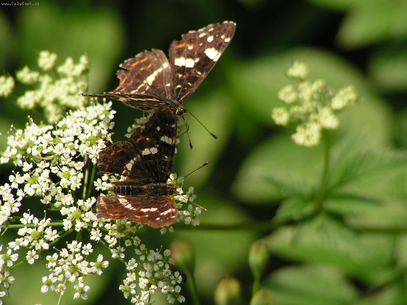 Foto: priroda-motyl� duo