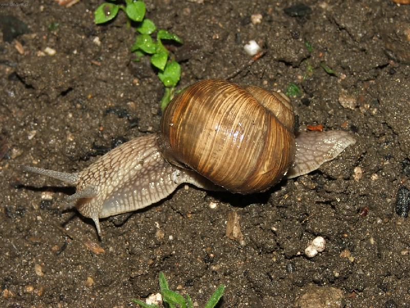 Foto: Hajdal��ek