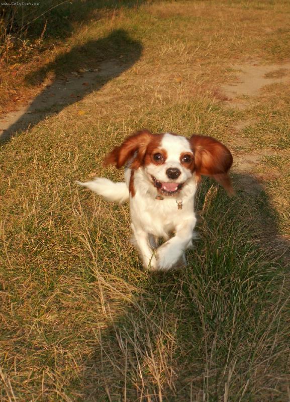 Foto: Bela-�t�st�