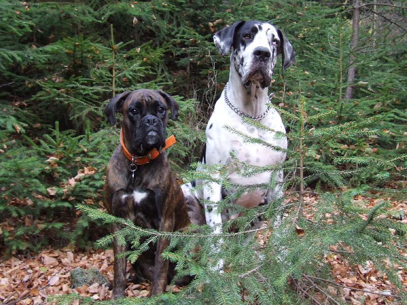 Foto: Chieetka a Cerry