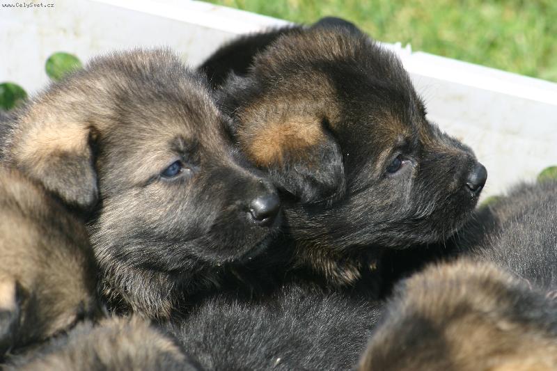 Foto: chytr� hlavi�ky-�t��ata ov��ka v p�epravce