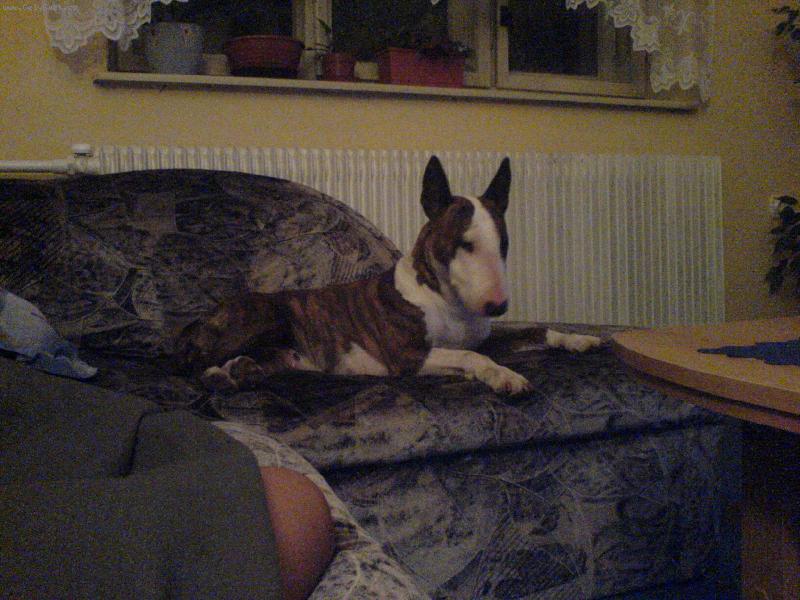 Foto: Jsem gau�ov� pes...