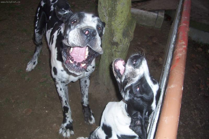 Foto: Gladinky �sm�v-Gladis a Anubis