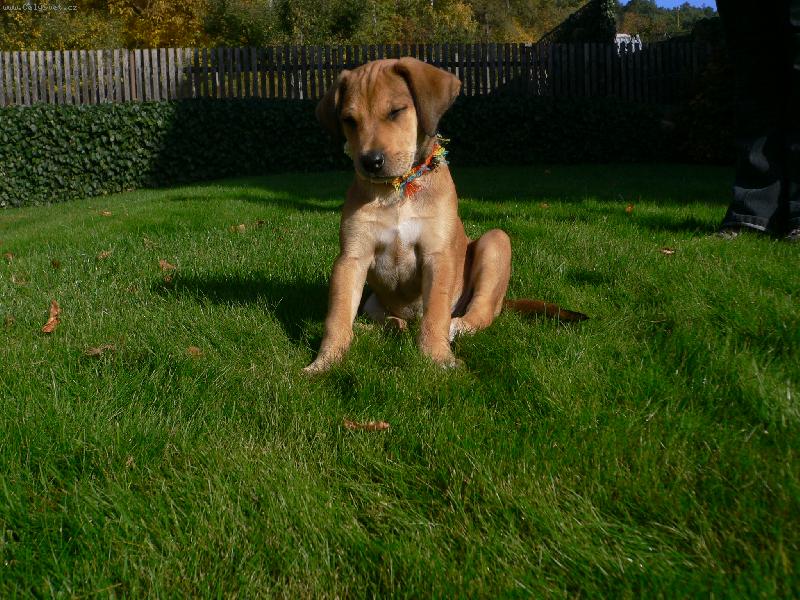 Foto: Sed�m dob�e?