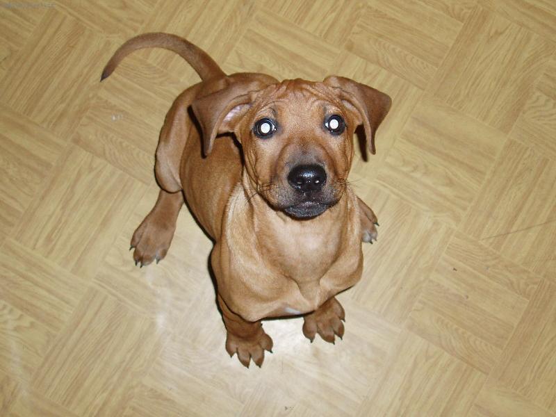 Foto: Bude pap�n�...