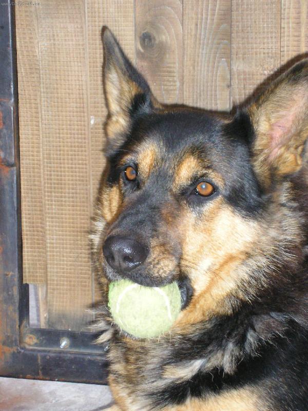 Foto: Ps�k-ps�k s hra�kou