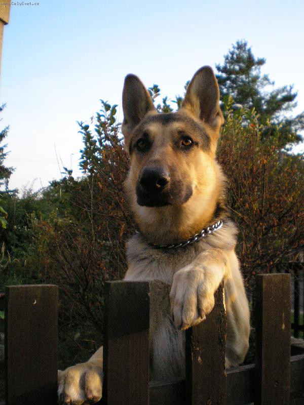 Foto: Riko�ek-Riko p�i z�padu slunce.