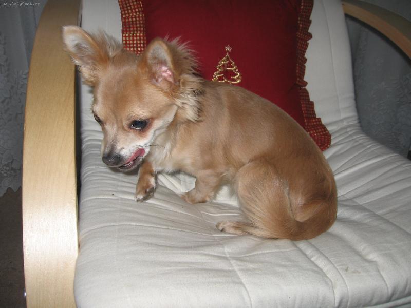 Foto: �e by n�co k sn�dku...