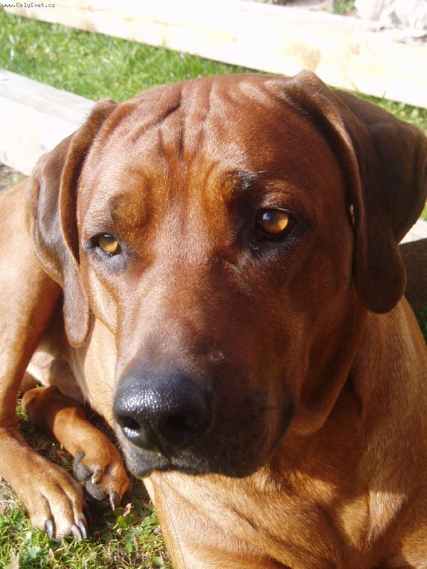 Foto: ��kuk��-venku