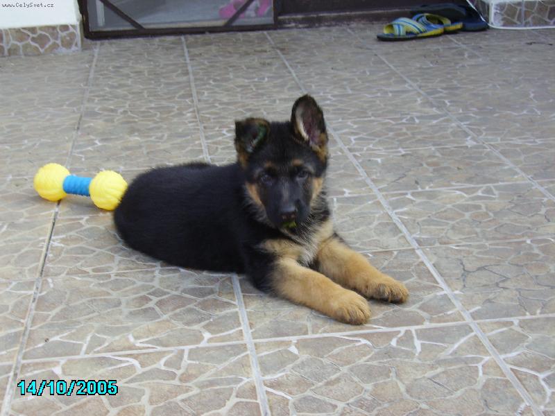 Foto: Ahoj jmenuji se Jack a je mi 6 t�dn�.