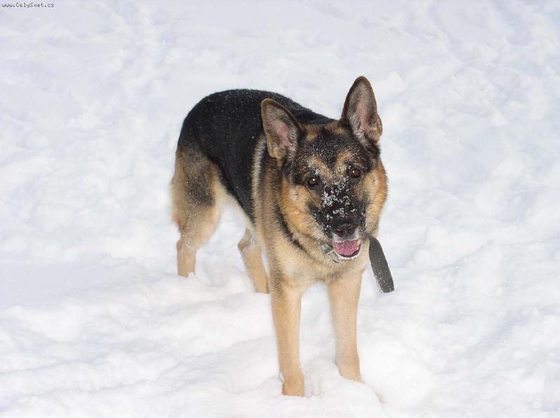 Foto: Kde ty lo�sk� zimy jsou...