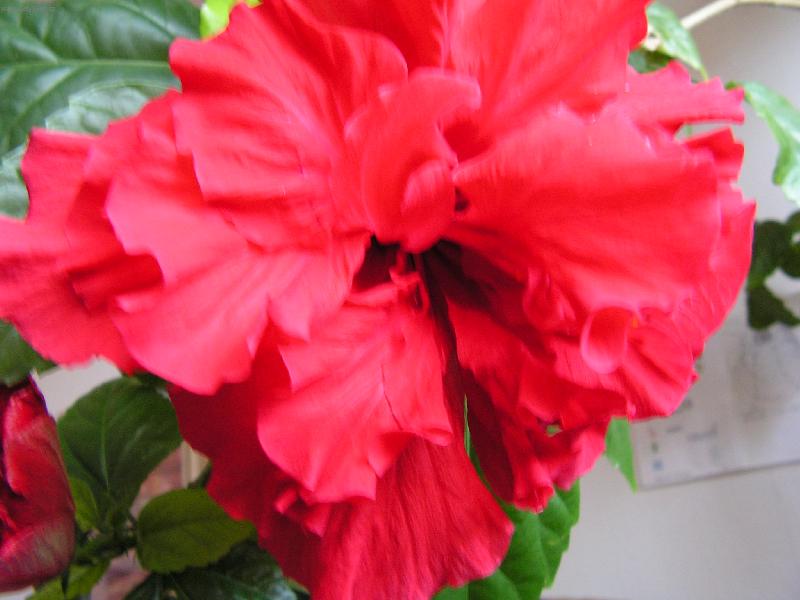 Foto: Ibi�ek-plnokv�t�