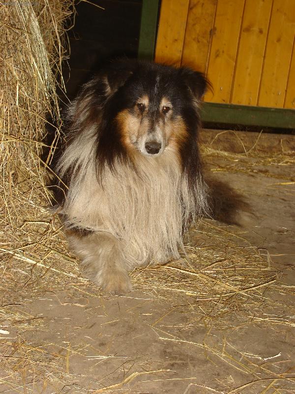 Foto: V�stavn� pes od kon�-Tato kolie kdysi vyhr�vala v�stavy,ale te� zakotvila u kon�