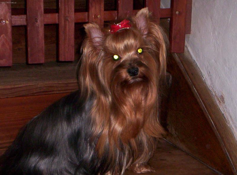 Foto: Pohodi�ka...........-Na�i jork��rci ..........