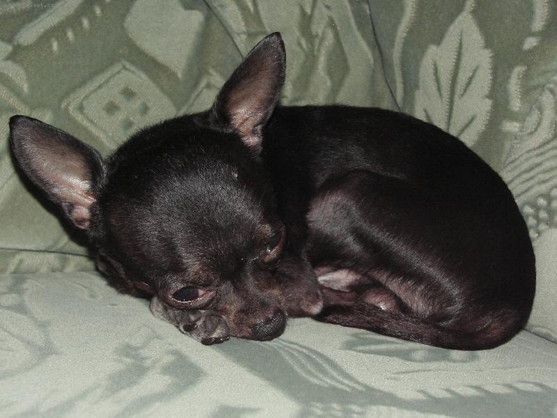 Foto: Jackson-3 ro�n� pes