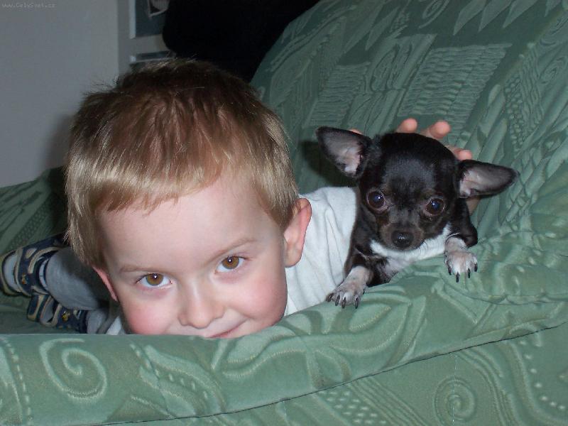 Foto: Jackson-3 ro�n� pes