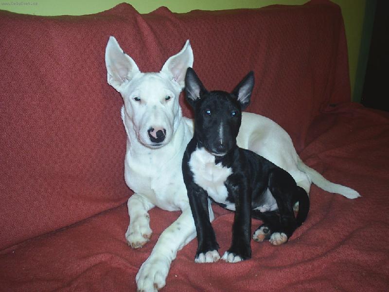 Foto: Danny a Ozzy-:)