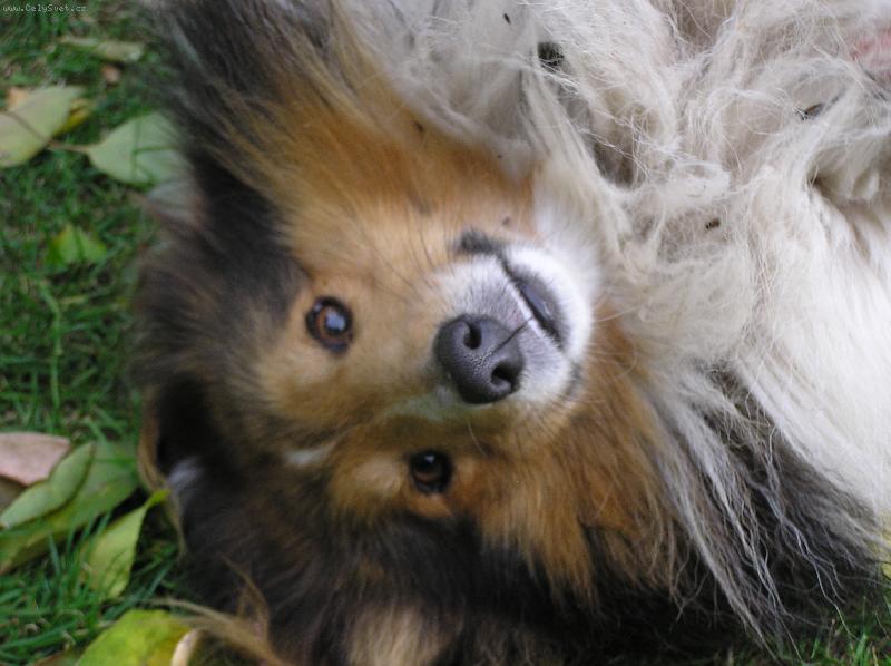 Foto: :) rostomil� ps�k-:)