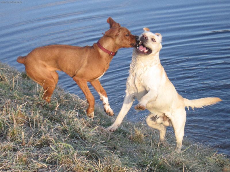 Foto: K�mo�i jak hrom