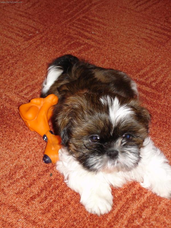 Foto: M�a-nov� �len rodiny