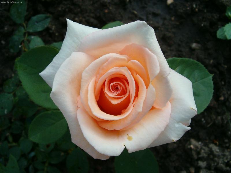 Foto: HPIM1019r��e-Sladk� r��e