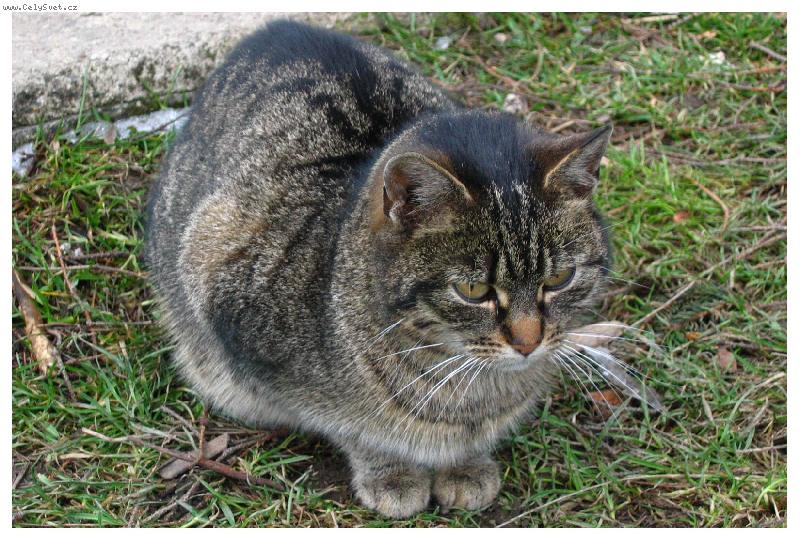 Foto: voln� pob�haj�c� micka