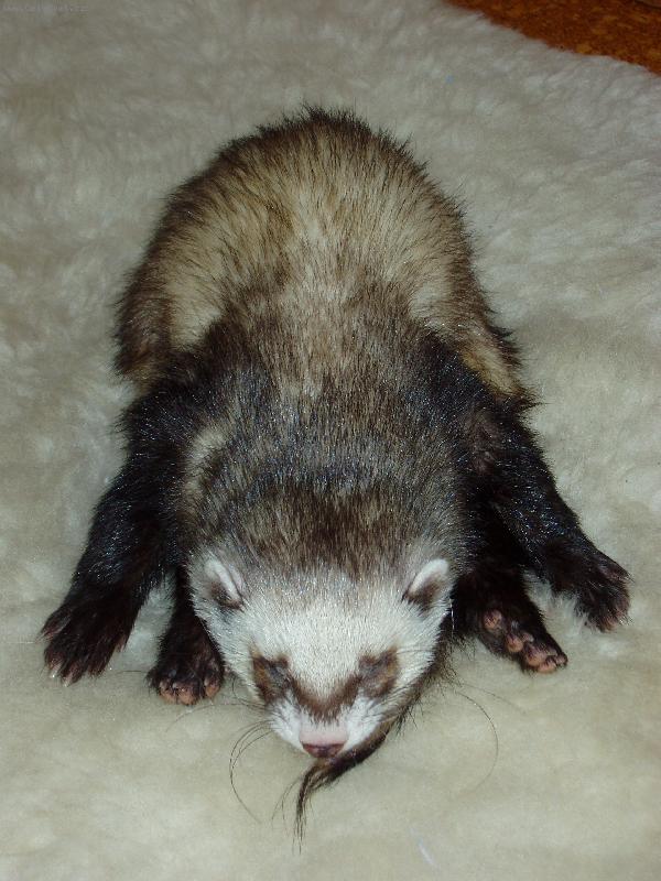 Foto: Sp�c� Dav�dek-Tomu ��k�m poloha...