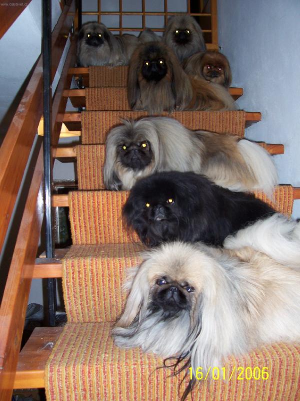 Foto: Moje schody do nebe-Moji chlupat� p��tel� na mne �ekaj�....