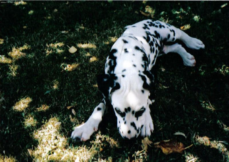 Foto: Tak to je n� Sam�k-Kdy� jsem byl malej byl jsem hodnej :o)