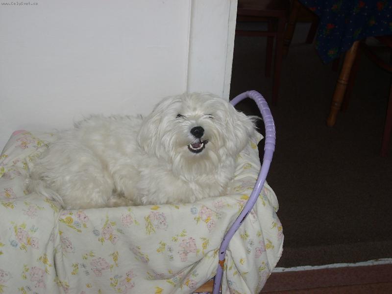 Foto: H���� j� m�m ko��rek