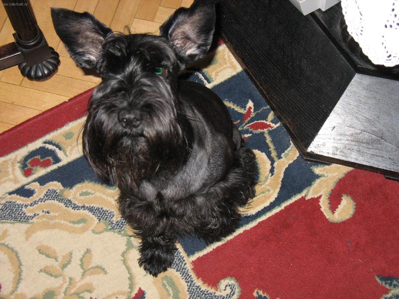 Foto: pes netop�rovit�