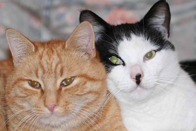 Foto: Smagi a jinger