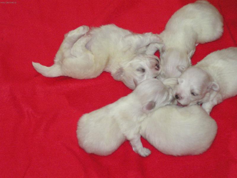 Foto: �T�N�TKO MALT�Z��KA-�T�ST��KO