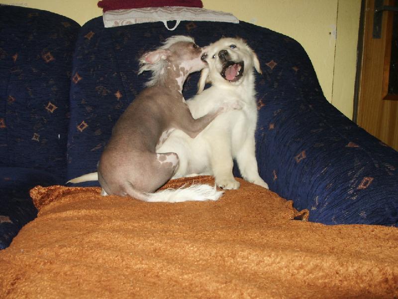 Foto: Dej sem ten ko�ich-Hr�tky mezi zlatym retrieverem a nah��em