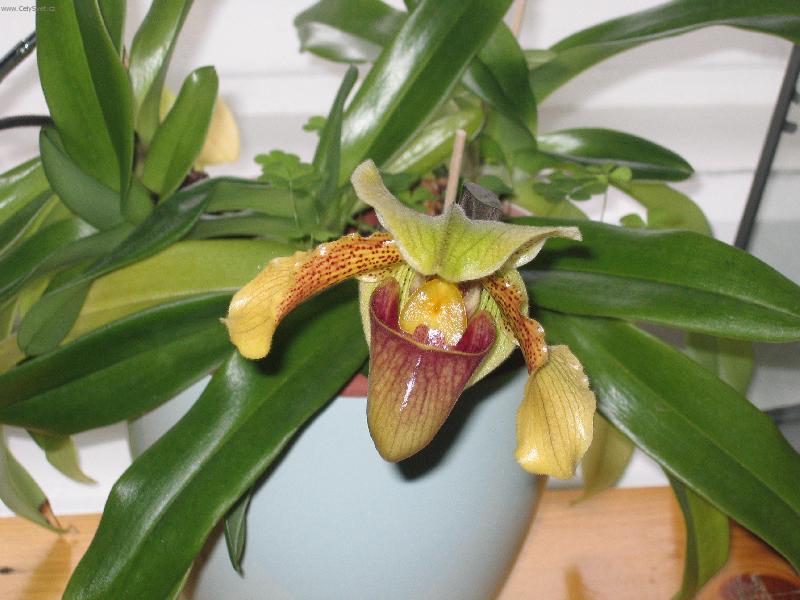 Foto: St�evi�n�kovec