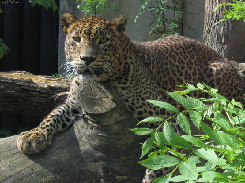 Foto: Nekoukej na m� tak!!!