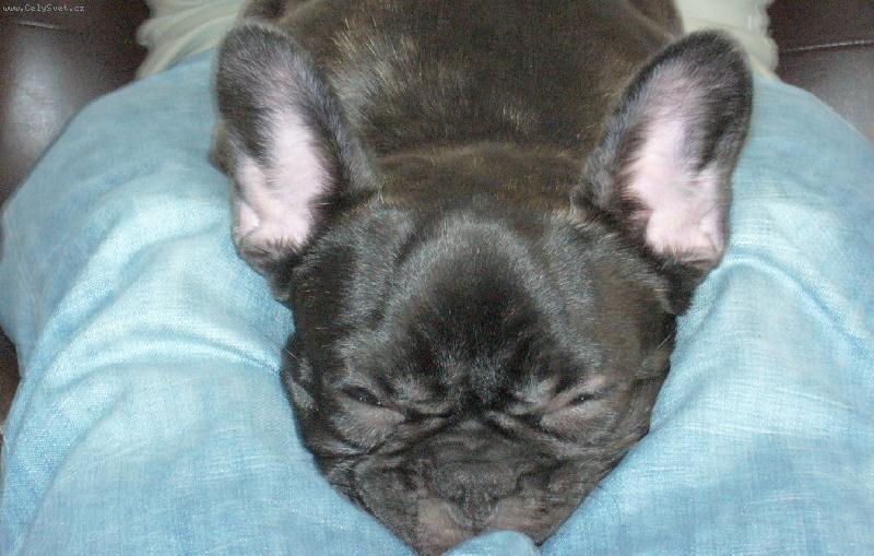 Foto: Blueberry-sp�nek nikdy neu�kod�..