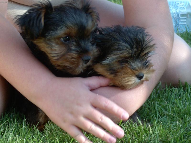 Foto: Laki a Chiko-Pod�vej, jo vidikm!!!