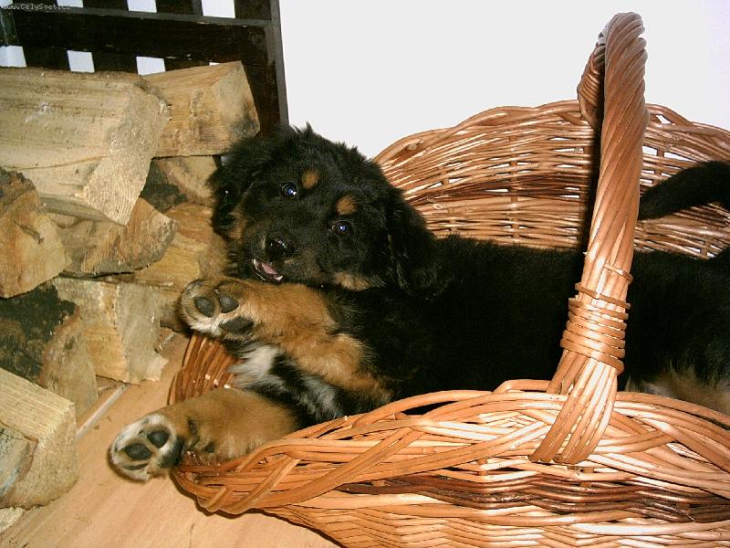 Foto: Nase Scully-�t�n� m�sto d�eva