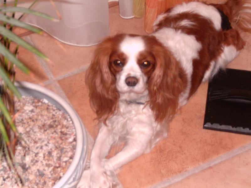 Foto: Luc�ek-na�e mal� d�mi�ka (no�ky pres sebe:-D )tak si vzdycky lehne sama:-)