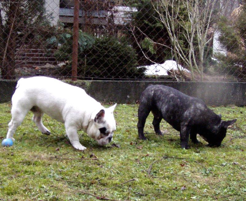 Foto: Buldo�ci-Sp�s�me travi�ku.